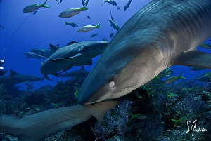 Protecting her eyes as this Tiger Shark noses around foll... by Steven Anderson 